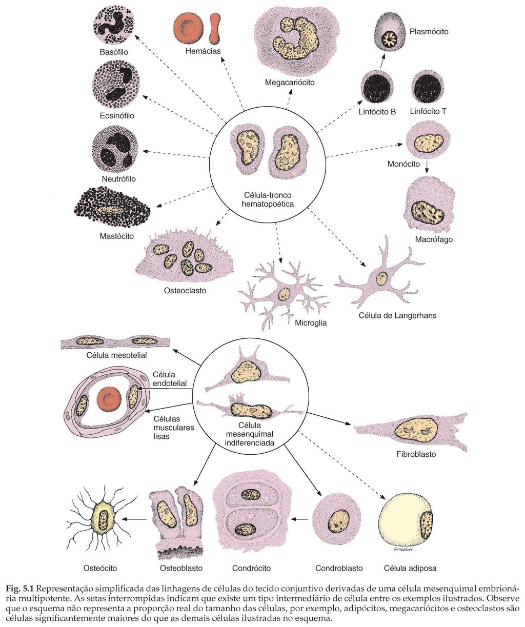 Células do Tecido Conjuntivo Células residentes tipos celulares principais: - Fibroblastos - Macrófagos - Mastócitos - Plasmócitos -