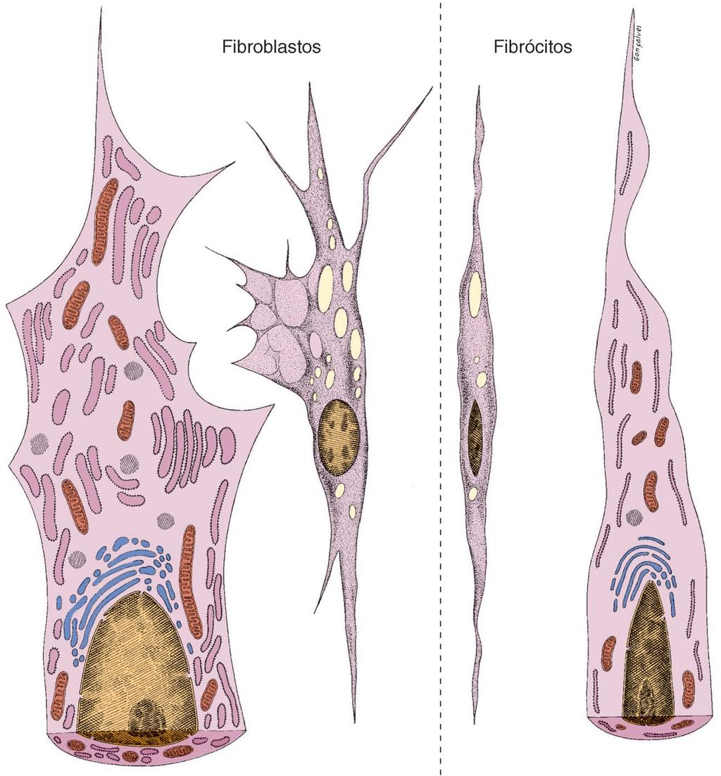 Fibroblastos podem modular sua atividade metabólica: implicações na morfolologia