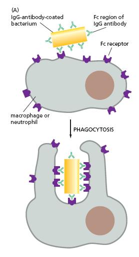 Funções dos Macrófagos Reparo tecidual - Renovação da Matriz Extracelular e Reparo de tecido (colagenase) Defesa -