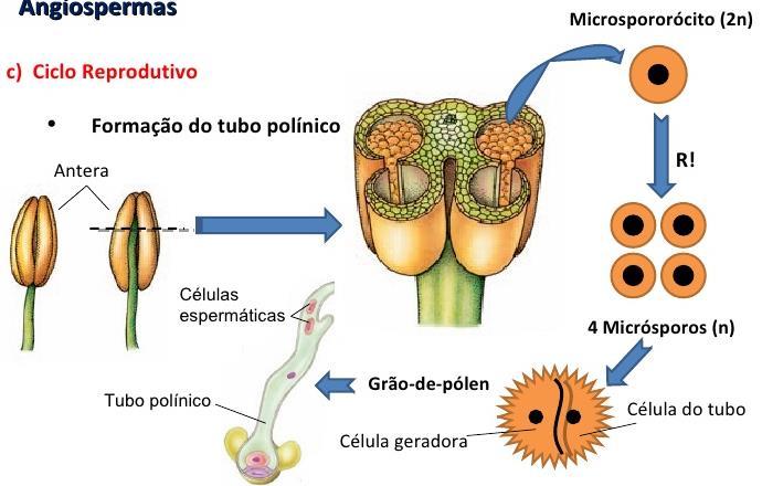 Nesse estágio, o grão de pólen é formado por