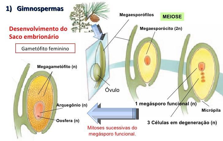 Megagametogênese e o gametófito feminino Nas angiospermas e gimnospermas, o