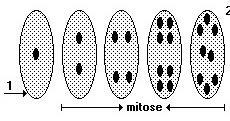 O megásporo (n) ou ginósporo cresce e sofre mitoses.