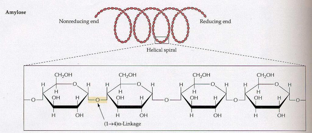 Amilose: ligações
