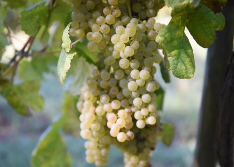 Em relação ao ano passado houve um aumento de produção entre 10/15% e a qualidade dos vinhos das castas plantadas na quinta, com destaque para a Loureiro, é muito promissora.