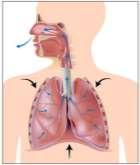 Inspiração 2 Expiração b) Numere as etapas da respiração, na ordem em que elas acontecem. Quando o ar chega aos pulmões, o gás oxigênio passa para o sangue.