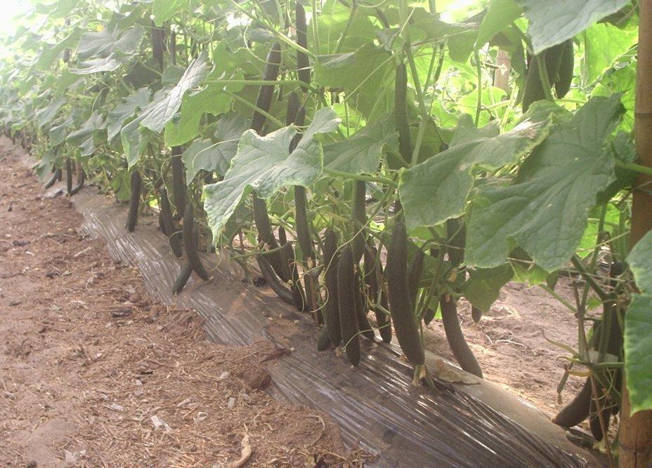 10 Figura 5. Produção de pepino tipo japonês, sob cultivo protegido, com o fornecimento de nutrientes por meio da fertirrigação por gotejamento. Santa Cruz do Rio Pardo (SP), 2012.