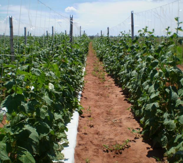 8 Figura 3. Aspecto de área com o cultivo de pepino para indústria (conserva). Bataguassu (MS), 2012. Fotos: Humberto Sampaio de Araújo. 7.