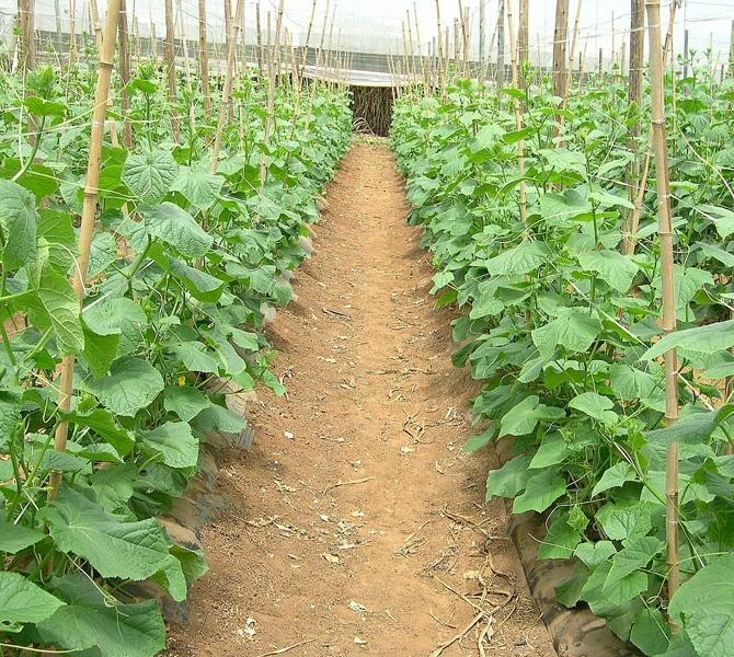 As figuras 4 e 5 mostram a condução e a produção de pepino japonês, sob cultivo protegido, com o fornecimento de nutrientes por meio da