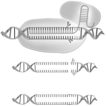 Exercícios Complementares 28. (Unicamp 2017) Em certa espécie animal a proporção de nucleotídeos Timina na molécula de DNA é igual a t 0.