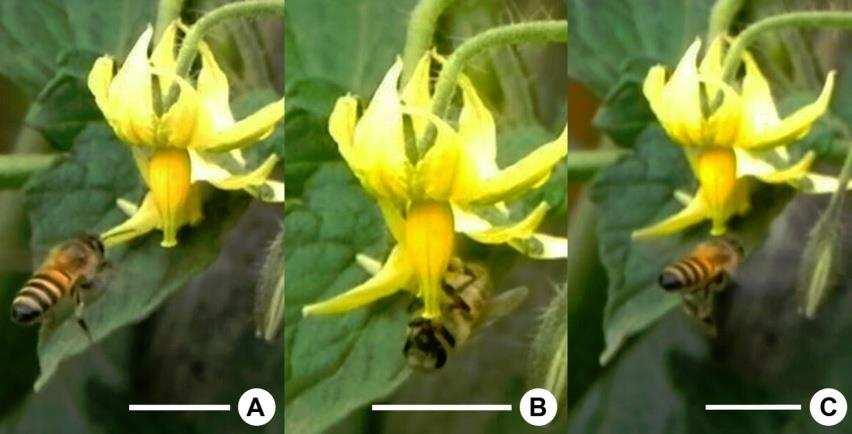 abelha realizava giros ao redor do cone, de modo que o ápice das anteras continuasse voltado para a porção ventral do corpo.