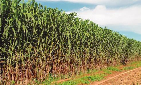 Visão Geral do Setor Sucroenergético de Alagoas O sorgo biomassa [Sorghum bicolor] é um tipo de sorgo de crescimento rápido e alto potencial produtivo, com relativa tolerância à seca, chegando a 40