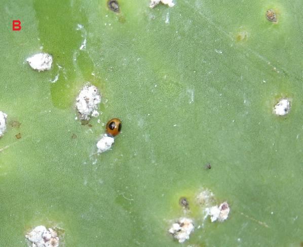 bimaculosus, e de um díptero. Observaram-se três coccinelídeos, uma espécie do gênero Exochomus sp. (Chilocorinae: Chilocorini) (figura 22), a espécie C. citricola, e C.