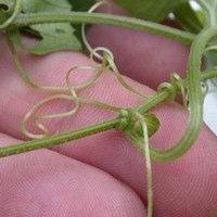 Cucurbitaceae Hábito de crescimento rasteiro e/ou trepador: Práticas