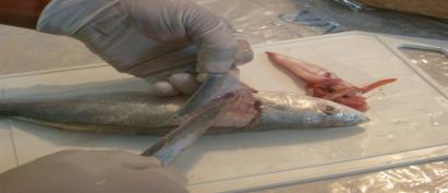 filetagem dos peixes foi realizada a partir de cortes transversais e longitudinais, onde foi