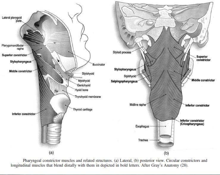 A cirurgia e a quimioradioterapia interferem significativamente com o mecanismo da deglutição pelas alterações introduzidas