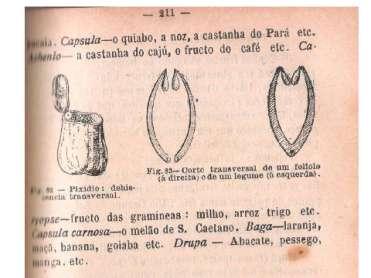 As ilustrações, como as que representam diferentes tipos de frutos (Figura 3), e esquemas (Figura 4), também parecem ter sido incluídos com a finalidade de didatização do conhecimento, facilitando a
