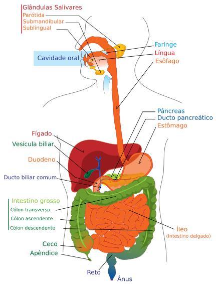 Digestão, absorção e metabolismo das PTNs A digestão das PTNs começa no estômago, que devido a presença de ácido clorídrico, desnatura as proteínas (destrói as ligações de hidrogênio da estrutura