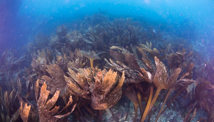 Biodiversidade e Habitats Florestas de kelp e bancos de Atrina Biodiversidade e Habitats Ervas Marinhas Habitats marinhos (códigos EUNIS) 4 FLORESTAS DE ALGAS CASTANHAS As florestas de algas