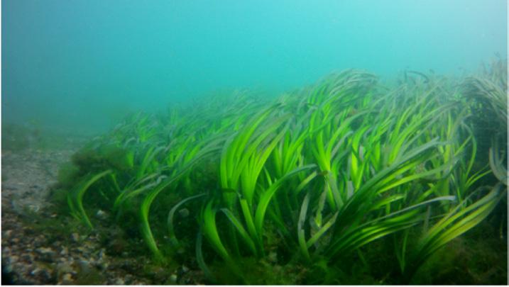 Fotografia de cima tirada em 1983, a área mais escura representa uma pradaria de Zostera marina, as manchas claras são zonas onde as plantas foram arrancadas.