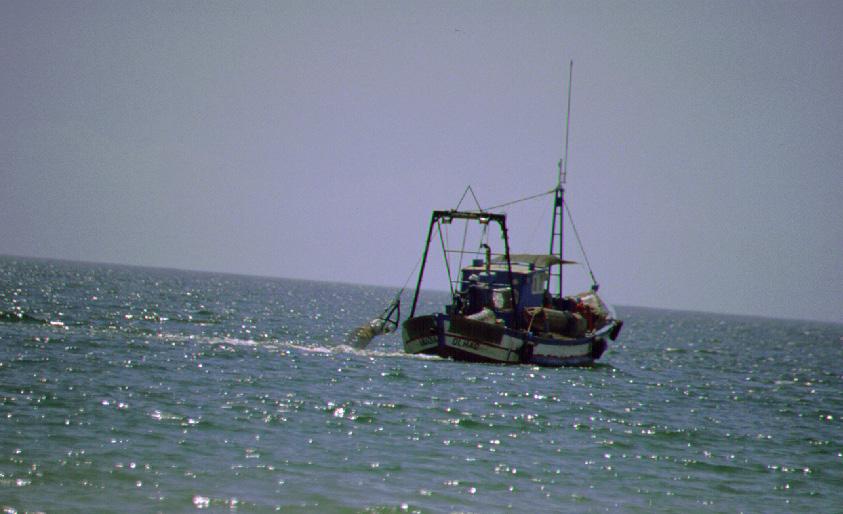 Nos fundos do Parque Marinho predominam os substratos móveis areia e lodo. Assim, desde 28 que se tem vindo a monitorizar as comunidades de peixes nestes substratos.