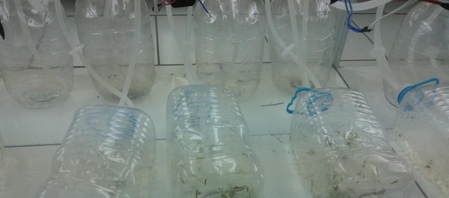de biorreatores: garrafões PET e manufaturado da empresa RALM Densidade de inóculo: 25 explantes em