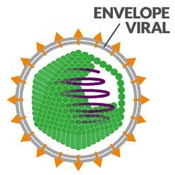Não se sabe também a origem dos vírus, embora duas hipóteses sejam possíveis: uma diz que os vírus vieram de uma simplificação exagerada de algumas células; outra diz que os vírus surgiram a partir
