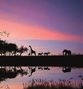 ÁFRICA CLÁSSICA 7 dias Início em Joanesburgo KRUGER PARK Chegada a Joanesburgo, mudança de avião e continuação para o Kruger (voo não incluído). Chegada. Assistência e traslado ao lodge escolhido.