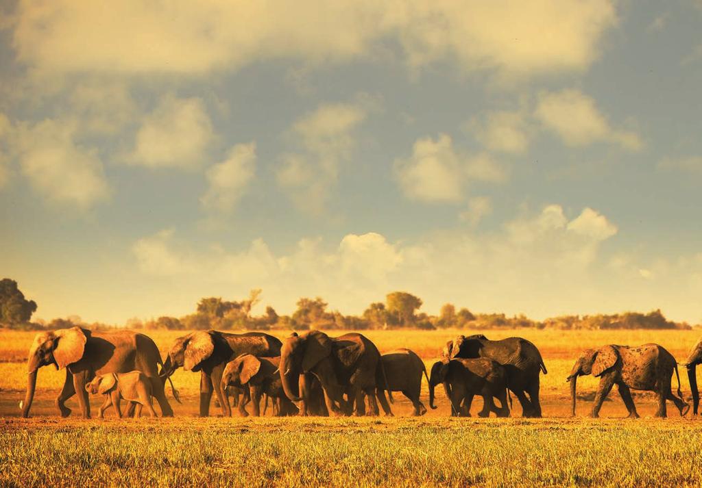 MARAVILHAS DE BOTSWANA E 9 dias Início em Joanesburgo MAUN MOREMI Chegada a Johannesburg e continuação para Maun. Chegada e transporte para a Reserva de Moremi. Almoço.