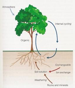 Plantas e nutrientes A tomada