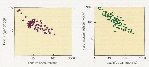 longevidade das folhas e o conteúdo de azoto ou a taxa