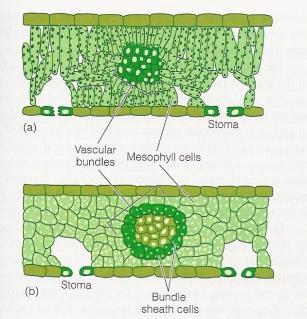 Fotossíntese Algumas plantas minorizam o problema da fotorespiração, por uma via