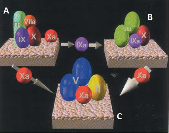 21 (SCHOENMAKERS; REITSMA; SPEK, 2005). Além disso, as plaquetas que se tornaram ativadas pela ligação ao colágeno no subendotélio expõem fosfolípidos com carga negativa sobre as suas superfícies.