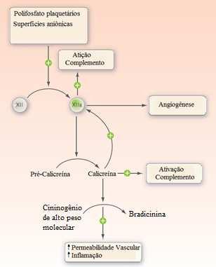 26 Figura 4 - Representação esquemática da ativação na via de contato e sua ligação nos processos inflamatório (liberação de bradicinina), angiogênico e coagulatóriovia (o FXII atua na ativação do