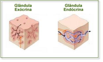 Epitélios Glandulares Glândulas: Exócrinas Endócrinas Exócrinas: Exos fora / Krinos secretar Uso de canais / ductos Ex: Sudoríparas / salivares Classificação: Forma