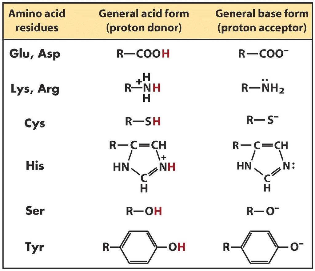 Aminoácidos que recebem ou doam prótons nos centro ativos das enzimas Isso explica a