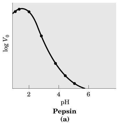 Atividade enzimática é afetada pelo ph O ph pode influenciar a atividade de uma enzima