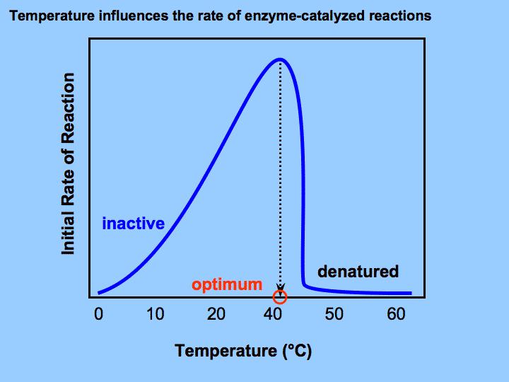 Atividade enzimática é afetada pela temperatura O aumento de temperatura aumenta a taxa de reação enzimática devido ao aumento de energia cinética das moléculas participantes da reação.