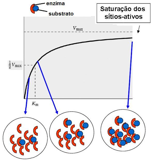 Concentrações baixas de substrato ocorre aumento linear entre Velocidade(V 0 ) e o Substrato [S] [S] V 0