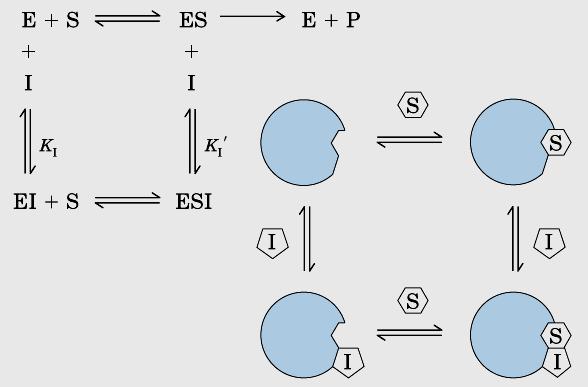Reversíveis - Inibição mista ou não competitiva Inibidor se liga tanto ao complexo ES como à enzima, em