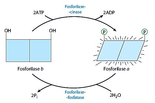 Enzimas reguladas por modificações covalentes reversíveis Diferentes grupos podem se ligar á molécula enzimática e