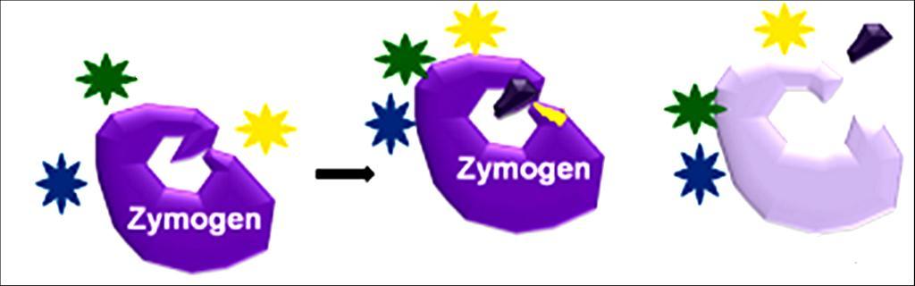 Enzimas reguladas por proteólise Enzimas proteolíticas mecanismo de proteção/regulação Enzima inativa Fatores