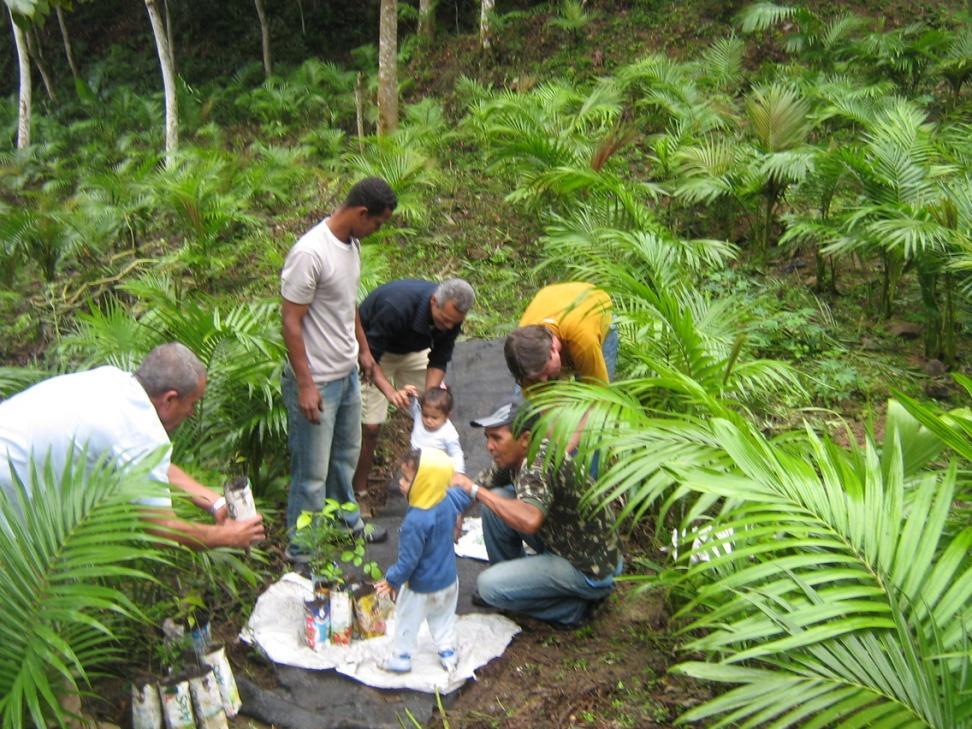 Plantação