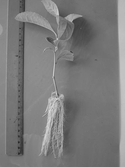 Sand (1989), avaliou o comprimento médio das maiores raízes de estacas oriundas de plantas de erva-mate com seis meses, 18 meses e 60 anos de idade em comparação com estacas de rebrotes oriundos de