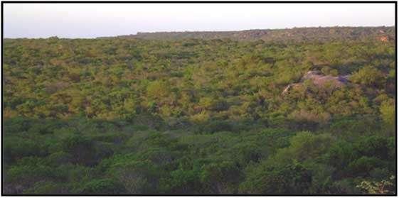 91 A caatinga arbustiva arbórea dos vales areníticos (Grupo Serra Grande) é muito semelhante à caatinga da chapada onde aparece uma cobertura mais fraca de estrato frutescente, estrato arbustivo alto