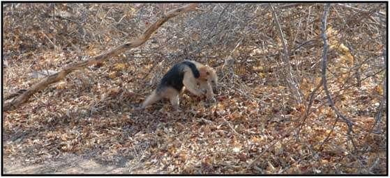 92 Figura 36: Mixila (Tamanduá tetradactila Linnaeus, 1758). Parque Nacional Serra da Capivara, PI. Fonte: Arquivo Imagético da FUMDHAM.