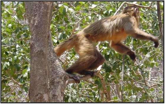 93 Figura 37: Macaco-prego (Cebus libidinosus). Parque Nacional Serra da Capivara, PI.