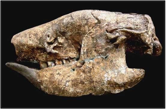 97 Figura 39: Mandíbula de Scelidodon piauiensis, fóssil evidenciado na escavação do sítio Toca do Barrigudo. Fonte: Arquivo Imagético da FUMDHAM.