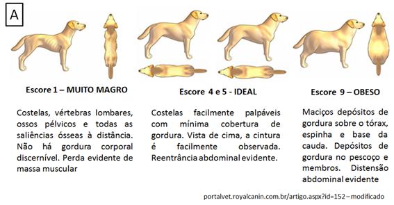 Obesidade em cães A obesidade canina é definida como um acúmulo de gordura capaz de prejudicar as funções fisiológicas. O tecido gorduroso acumulado serve como reserva de energia, primariamente.