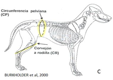 O IMCC (índice de massa corporal canino) também pode ser obtido utilizando-se o peso vivo do animal e sua estatura, como destacado na imagem B.
