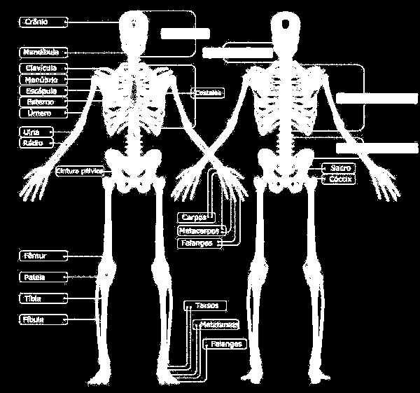 2.2.1 Esqueleto Axial Composta pelos ossos da cabeça, pescoço e do tronco. 2.2.2 Esqueleto Apendicular Composta pelos membros superiores e inferiores.